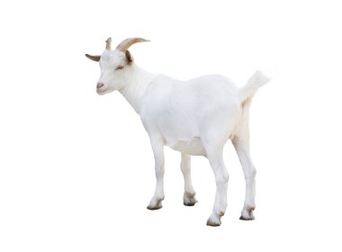 Beyaz arka planda izole edilmiş cüce beyaz keçi