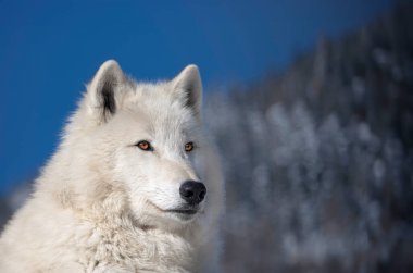 Kuzey Kutup Kurdu mavi gökyüzü ve kış ormanının arka planına karşı
