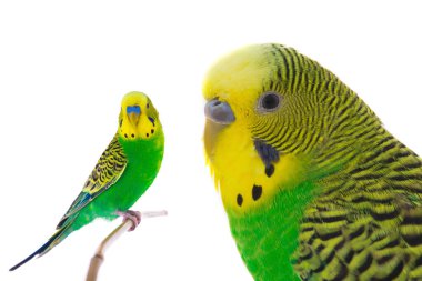 Beyaz arkaplanda yeşil dalgalı muhabbet kuşu