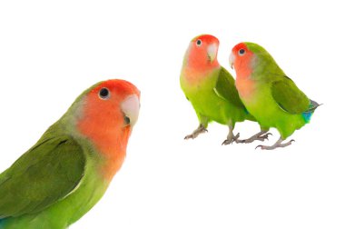 lovebird isolated on white background clipart
