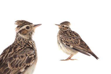 Wood Lark isolated on a white background clipart