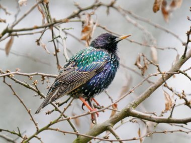Starling ormandaki dallarda oturuyor.