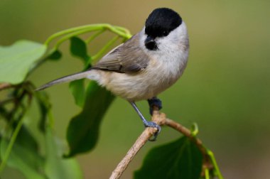 Willow Tit sitting on a branch against a blurred background