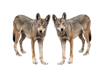 Beyaz arka planda izole edilmiş iki kurt