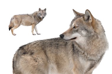 Gri kurt beyaz arkaplanda izole edildi.