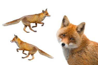 Fox beyaz arkaplanda izole edildi