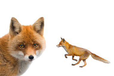 Fox beyaz arkaplanda izole edildi