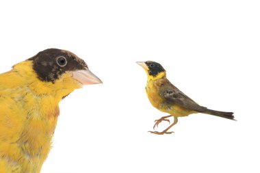 beyaz zemin üzerinde Kara başlı kiraz kuşu