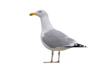 Larus Cachinnans beyaz arka planda izole