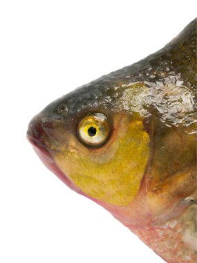 beyaz arkaplanda büyük çipura başlığı