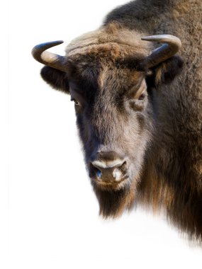 portrait of a bison isolated on white background clipart