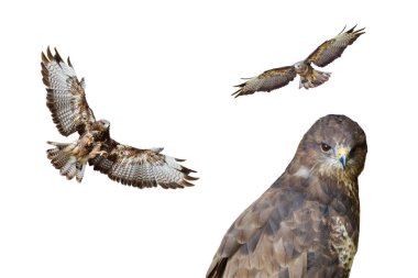 Şahin beyaz arka plan üzerinde izole