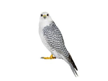 Falco Rusticolus beyaz arkaplanda izole edildi