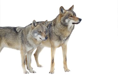 Wolf and she-wolf isolated on white background