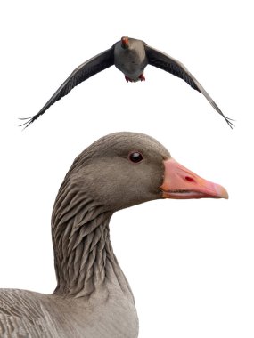 wild Gray Goose in flight isolated on white background clipart
