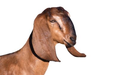 portrait goat isolated on white background clipart