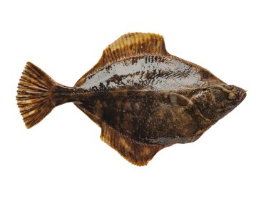 turbot sağ taraf beyaz arkaplanda izole