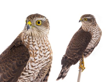 Beyaz bir arka plan üzerinde izole Şahin