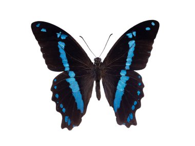 papilio nireus beyaz arkaplanda izole edildi