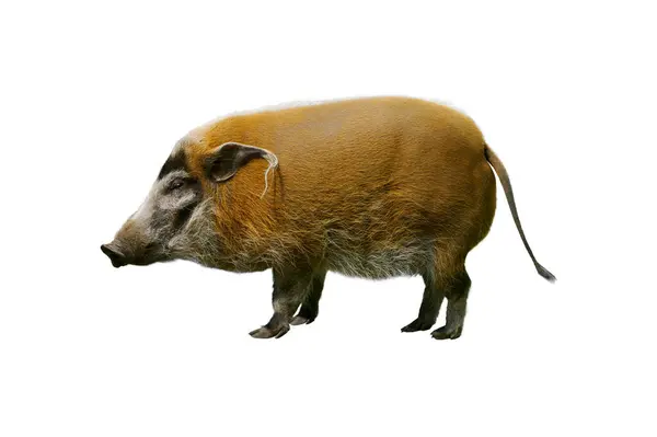 stock image River pig isolated on white background 