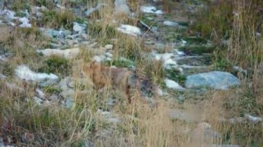 Ormandaki dağlarda koşan tilki