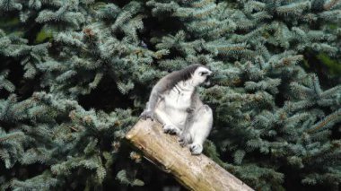 Lemur ağaçta oturuyor ve farklı yönlere bakıyor.