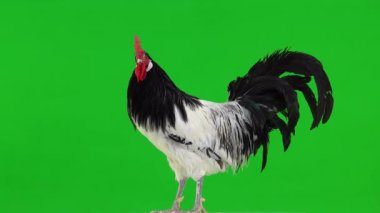 Yeşil ekrandaki horoz farklı yönlere bakıyor.