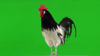 Horoz bir nesneye odaklanıyor ve sonra kafasını yeşil ekrana çeviriyor.