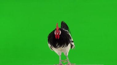 Horoz bir nesneye odaklanıyor ve sonra kafasını yeşil ekrana çeviriyor.