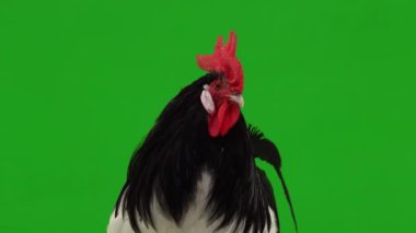 Horoz yeşil ekranda farklı yönlere bakıyor.