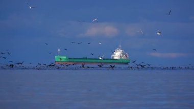 Swinoujscie Polonya karabataklarının kışı. yavaş çekim