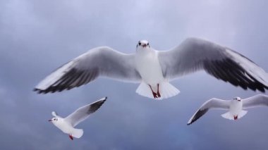 Yükselen martı gökyüzüne karşı, ağır çekim