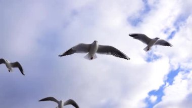 Yükselen martı gökyüzüne karşı, ağır çekim