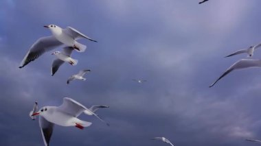 Yükselen martı gökyüzüne karşı, ağır çekim