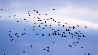 Gökyüzünde uçan karabataklar