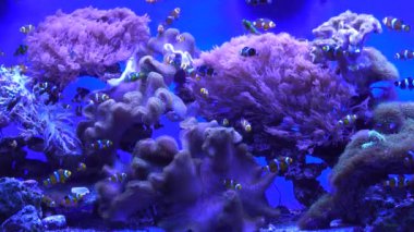 Mercanlı bir akvaryumda deniz palyaçosu balığı.