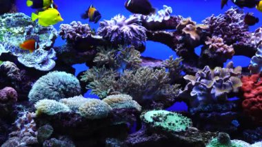 Egzotik balıklar mercanların arka planında suda yüzerler.