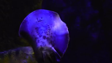 Sudaki egzotik balık Batomorphi