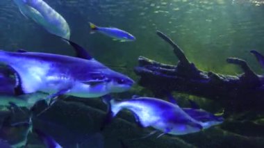 Egzotik balıklar suda Pangasius Pangasius