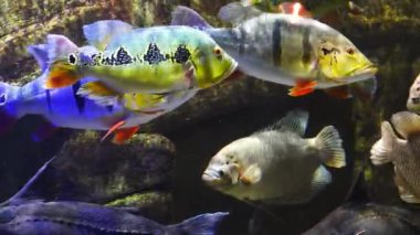 Egzotik balıklar Cichla ocellaris suda yüzer.