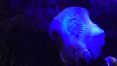 Sudaki egzotik balık Batomorphi