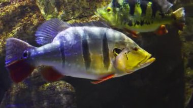 Egzotik balıklar Cichla ocellaris suda yüzer.