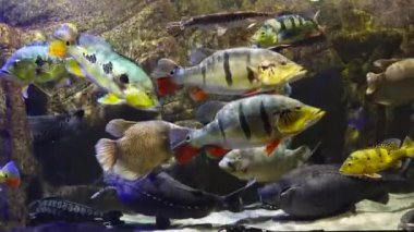 Egzotik balıklar Cichla ocellaris suda yüzer.
