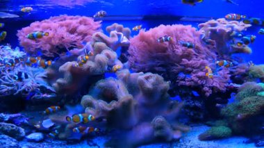 Egzotik balıklar mercanların arka planında suda yüzerler.