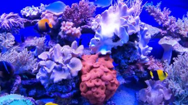 Egzotik balıklar mercanların arka planında suda yüzerler.