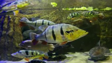 Egzotik balıklar Cichla ocellaris suda yüzer.