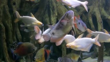Balık Pangasius Pangasius suda yüzer.