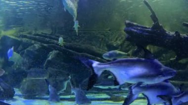Egzotik balıklar suda Pangasius Pangasius