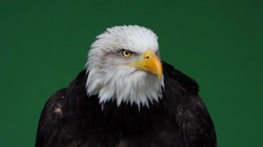 Amerikan Kartalı gözlerini yeşil ekrana açıp kapatıyor, ağır çekimde.