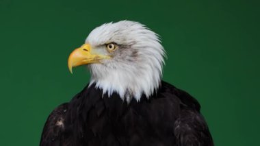 Amerikan Kartalı gözlerini yeşil ekrana açıp kapatıyor, ağır çekimde.